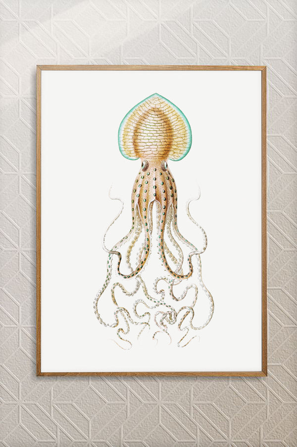 Vintage Wall Art - Squid Illustration Print II